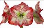 Vollsortiment - Amaryllis (ga) MEGA STAR
